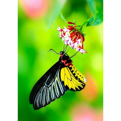 

5D DIY Diamond Painting Butterfly Cross Stitch Embroidery Rhinestone Mosaic