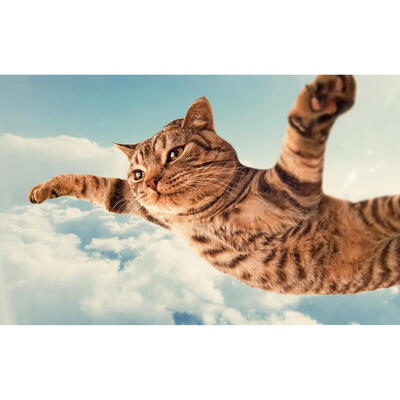 

5D DIY Full Drill Diamond Painting Cat Animal Cross Stitch Embroidery Kits
