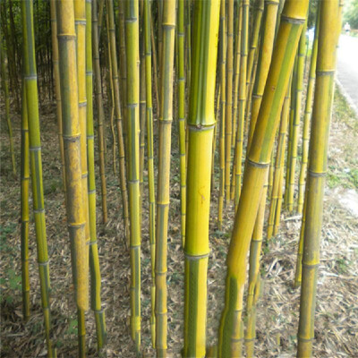 

100PCS Bamboo Seeds Phyllostachys Pubescens Bamboo Planting Seeds for DIY Home Garden PlantType 4