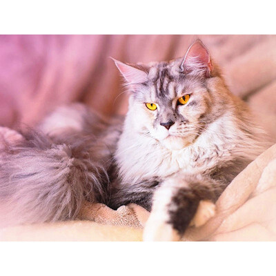 

5D Diamond Painting Animal Cat Full Square Embroidery Sale Picture Rhinestone Diamond Mosaic Home Decor Drop Ship