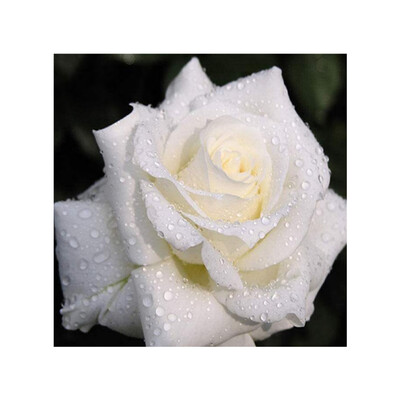 

White Rose DIY Diamond Painting Cross-stitch Rhinestone Embroidery Needlework Stitchwork Drawing Wall Decor