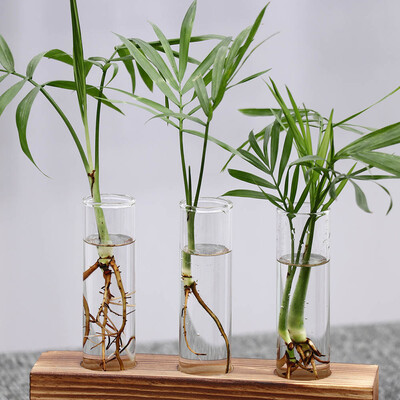 

Toponeto Creative Hydroponic Plant Transparent Vase Wooden Frame Coffee Shop Room Decor