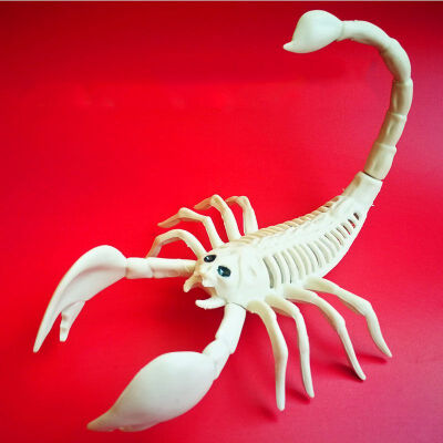 

Animal Skeleton Model BatSpiderScorpionLizard Bones Halloween Party Decoration