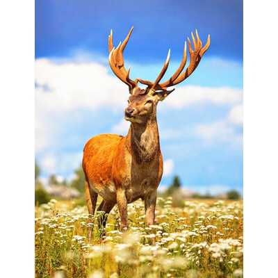 

5D DIY Diamond Painting Animal Embroidery Sale Pictures Of Rhinestones Full Display Deer Diamond Mosaic Home Decor Gift