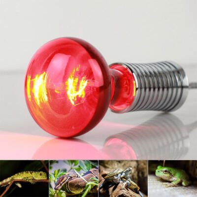 

R80 100W Infrared Heating Bulb 220-240V E27 for Lizard Tortoise Snake