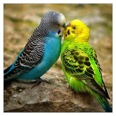 

5D DIY Diamond Painting Parrot Cross Stitch Embroidery Needlework Craft Kit