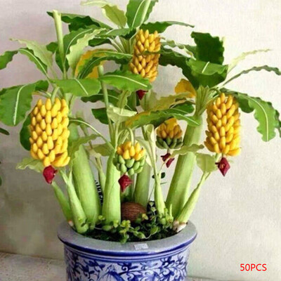 

30pcs50pcs100pcs Per Bag Dwarf Banana Tree Seeds Potted Bonsai Fruits Plants Seeds for Home Garden Decoration