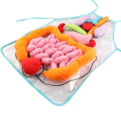 

3D Plush Stuffed Viscera Internal Organs Model HeartIntestineStomachLiver Apron for Kids Education Toys DIY Party Decor