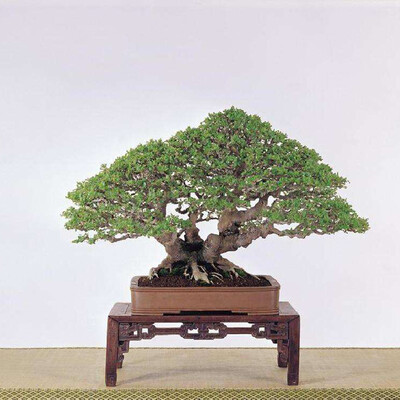 

20pcsBag Acacia Confusa Seeds Potted Bonsai Flower Seeds Home Garden Planting Seeds