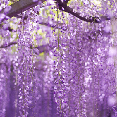 

20pcs Wisteria Vine Tree Seeds Purple Floribunda Semente Mixed Plant Wisteria Sinensis Amazing Climber Flower Seed For Home DIY