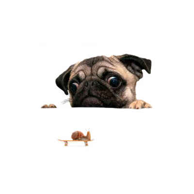 

20x30CM Cute Pooch Snails Pattern Wall Sticker Funny PVC Material Non-toxic Wall Decal for Home Decoration