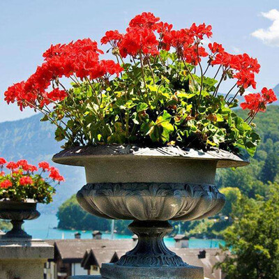 

100pcsBag Geranium Seeds Potted Flower Plant Seeds for Home Garden Plant Seeds