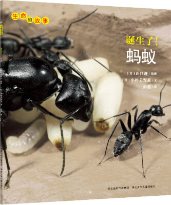 

生命的故事：诞生了！蚂蚁