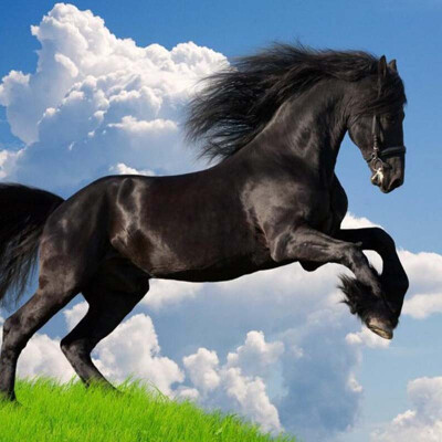 

Custom 3D Nature Scenery Blue Sky White Clouds Black Horse Mural Wallpaper Living Room Sofa TV Background Wall Papers Home Decor