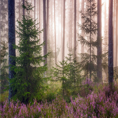 

Пользовательские фото обои Silent Forest ручная роспись фоном гостиная лобби обои спальня ресторан ванная комната mural