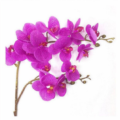 

Real touch 2forks 13heads artificial silicone butterfly orchids wholesale large flowers wedding decorative Phalaenopsis 2pcs