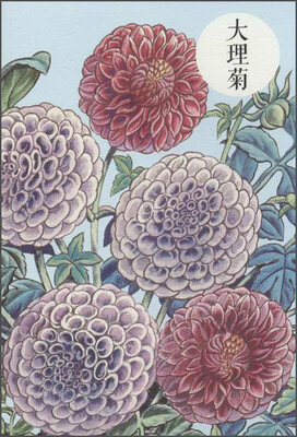 

祝大年格调笔记系列：大理菊