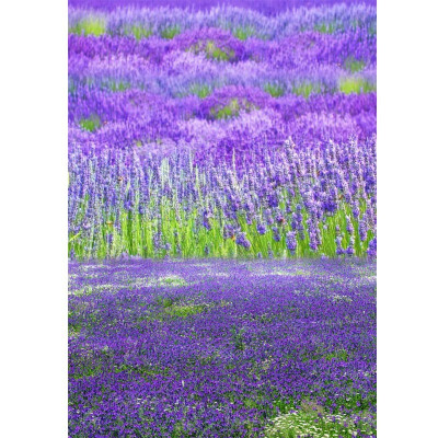 

Violet Ocean Photo Backdrop 57FT Vinyl Fabric Cloth Digital Printing Photo Background s-606