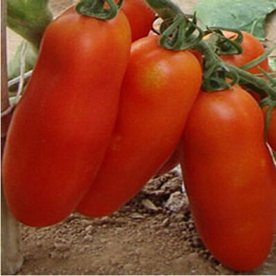 

Cntomlv bananas Hot Tomato Bonsai organic vegetable