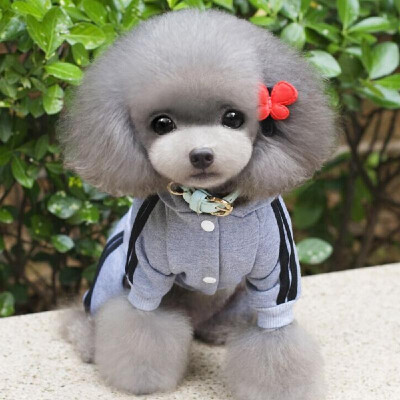 

Winter Warm Pet Dog Clothes Wear Jacket Cotton Small Pet Dog Clothes for Dog Jumpsuit Coat Clothing For Dogs Sportswear Hoodie