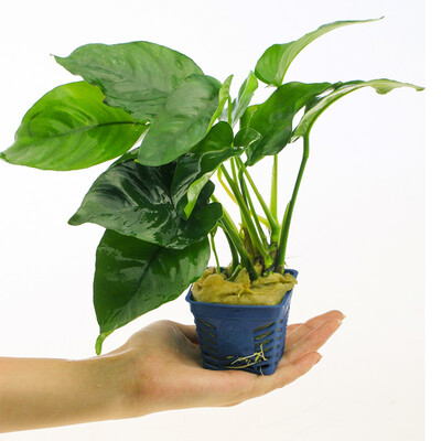 

Qi Yi natural water banyan fish tank landscape in the real body of water grass small water banyan aquarium decoration plant landscaping 1 pot