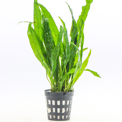 

Odyssey Natural Pteris Pteris Aquaculture Souvenir Tranquil Fungi Antlers