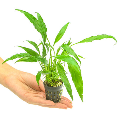 

Qi Yi natural water banyan fish tank landscape real body water grass grass small water banyan aquarium decoration plant landscape 2 pots