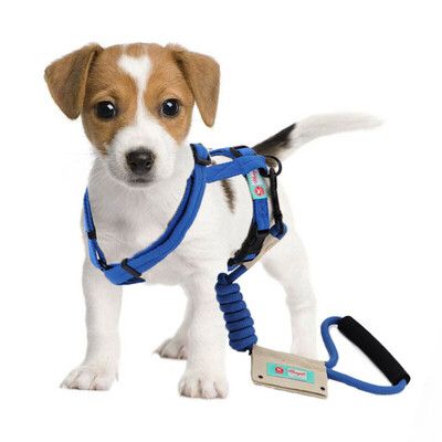 

Huapin Pet (hoopet) dog traction rope teddy dog ​​collar chest strap blue M