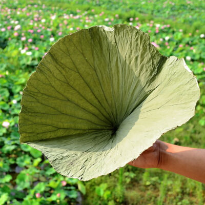 

Dried Complete Lotus Leaf Folium Nelumbinis Weight Loss Tea Natural Food Wrapper