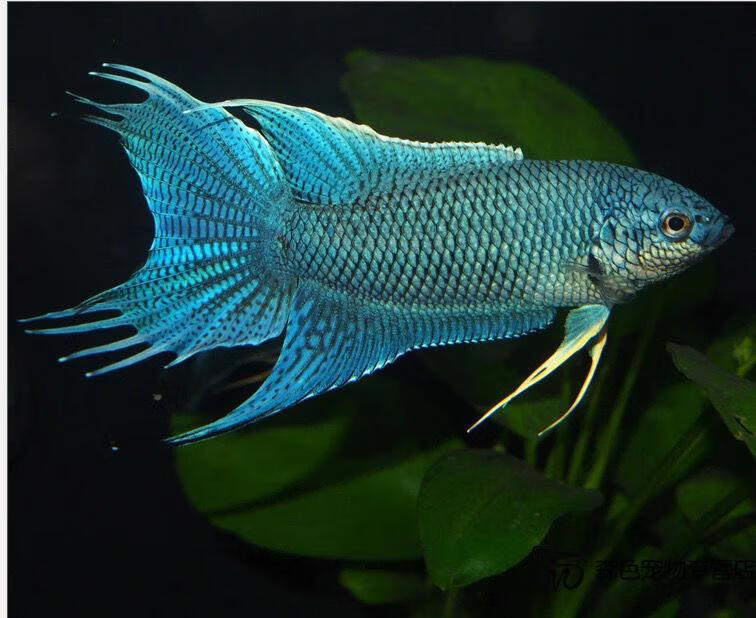 中国斗鱼 蓝纹蛇王无纹蓝淡水冷水小鱼苗国斗水族观赏鱼好养耐活 繁殖