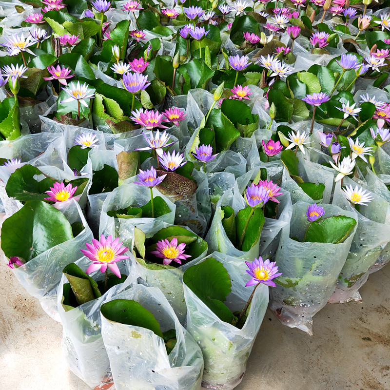 睡莲花水培植物养鱼二合一绿植大叶室内盆荷塘花水养荷花盆栽睡莲白