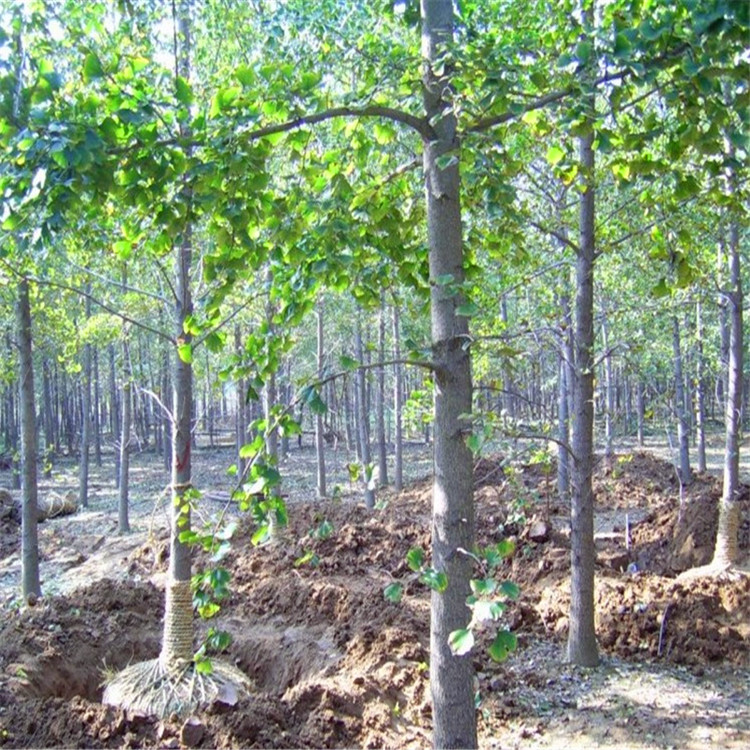 园艺占地拆迁苗银杏树活苗盆栽树苗大树庭院绿化植物风景树名贵四季