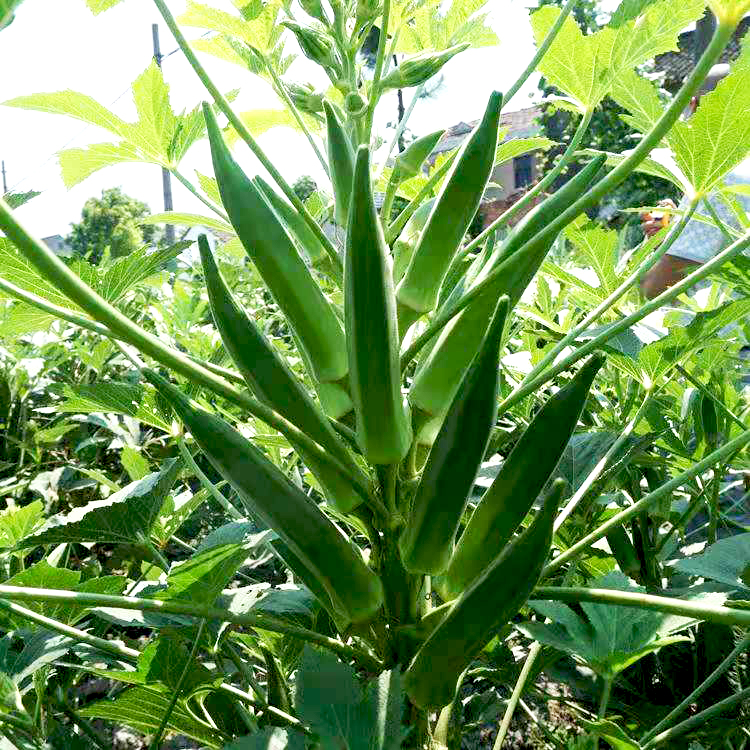黄秋葵种孑种籽农家种植高产蔬菜种苗试种子红秋葵四季盆栽水果秧 黄
