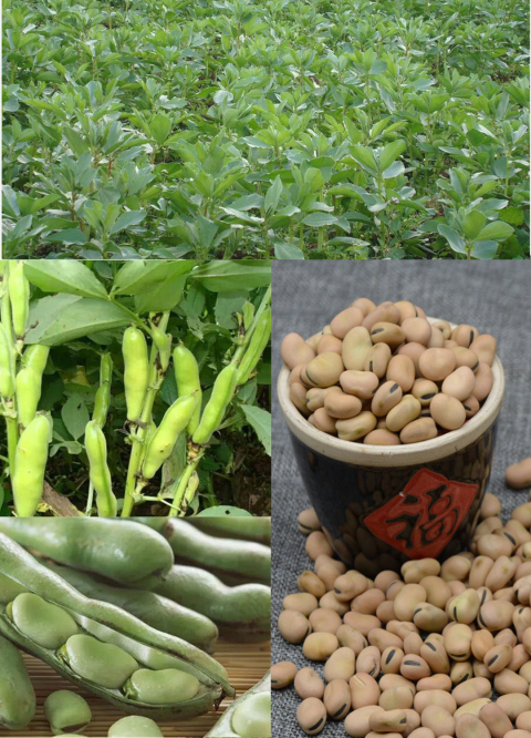 火烧蚕豆云南土特产兰花豆大理巍山炒铁豆子胡豆休闲小吃零食炒货炒熟