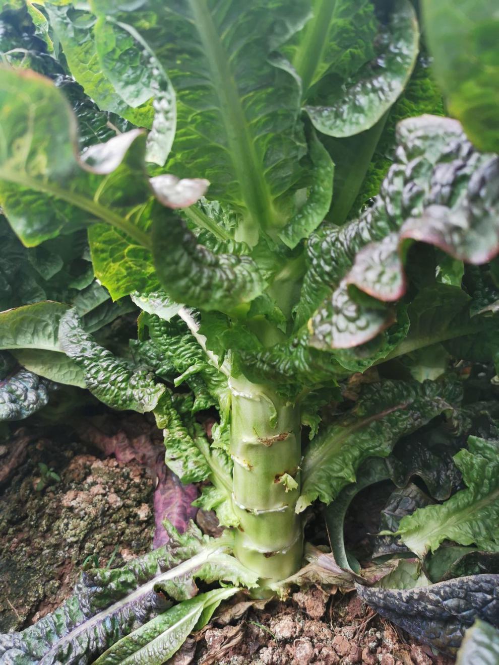 去皮莴笋新鲜农家自种蔬菜新鲜菜当季时令真空包装莴苣青笋子3斤装