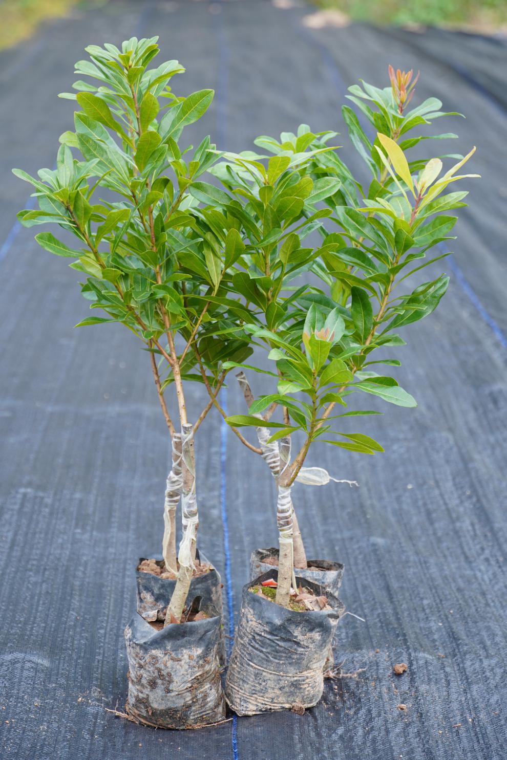 杨梅树苗带土带叶嫁接早熟特大南方果树苗黑炭杨梅1棵2年泥球苗4年