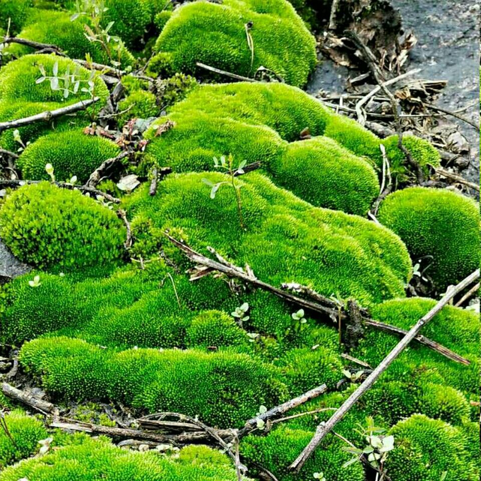 【精选现发】朵朵藓白发藓短绒藓苔藓批发鲜活苔藓青苔花卉盆栽铺面微