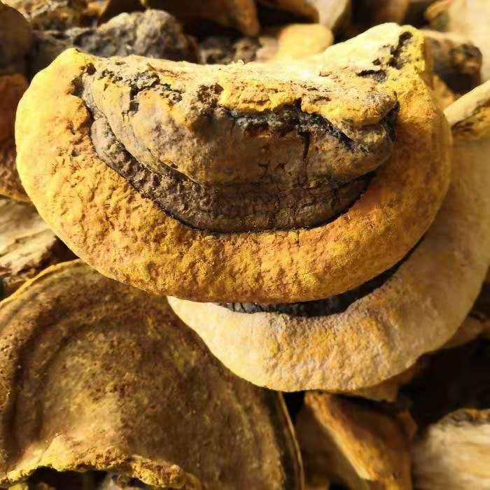 南京同仁堂原料桑黄西藏桑黄灵芝桑树桑黄茶整个桑黄粉自治区桑灵芝