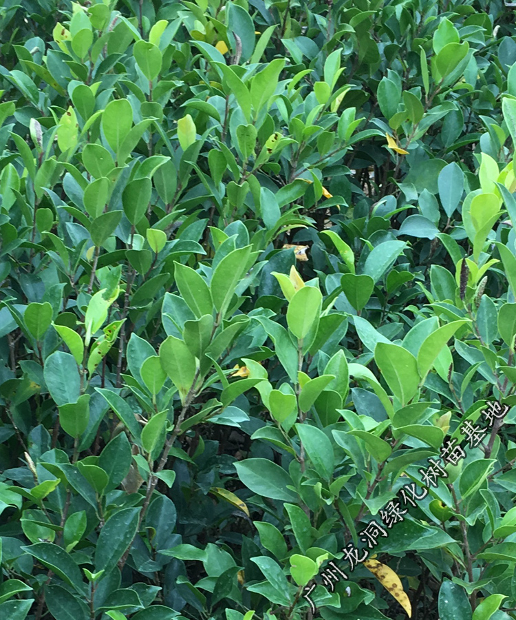 花姬正宗榕树苗 庭院别墅绿化 小叶榕苗 常绿细叶榕