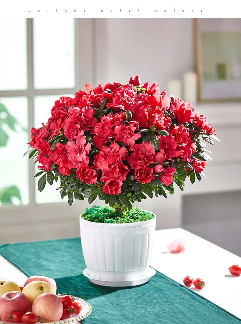 唯友杜鹃花大盆栽带花阳台花卉盆栽植物室内好养观花植物嫣红组合d