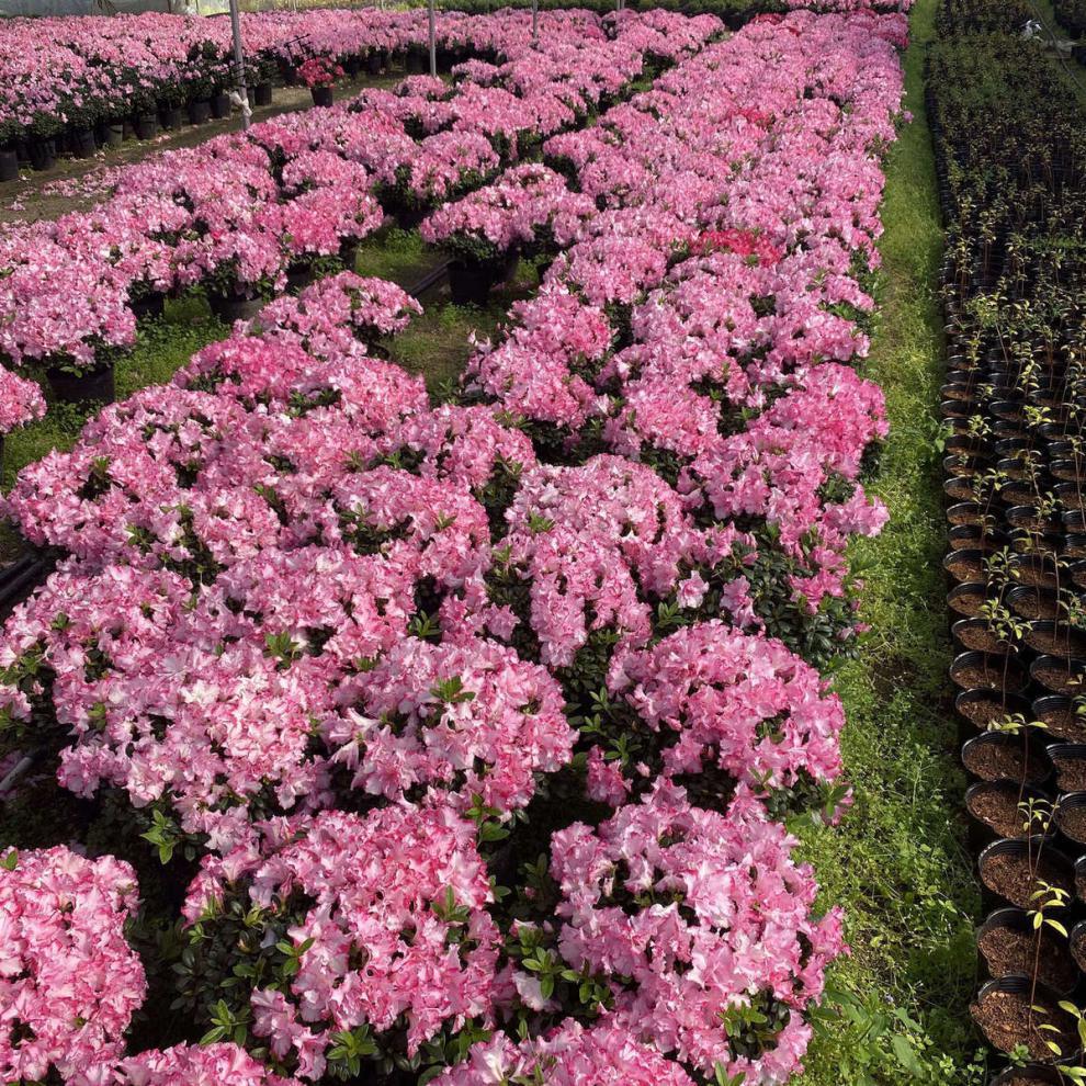 超大盆西玛杜鹃 冠幅约60-70cm2盆【图片 价格 品牌 报价】-京东