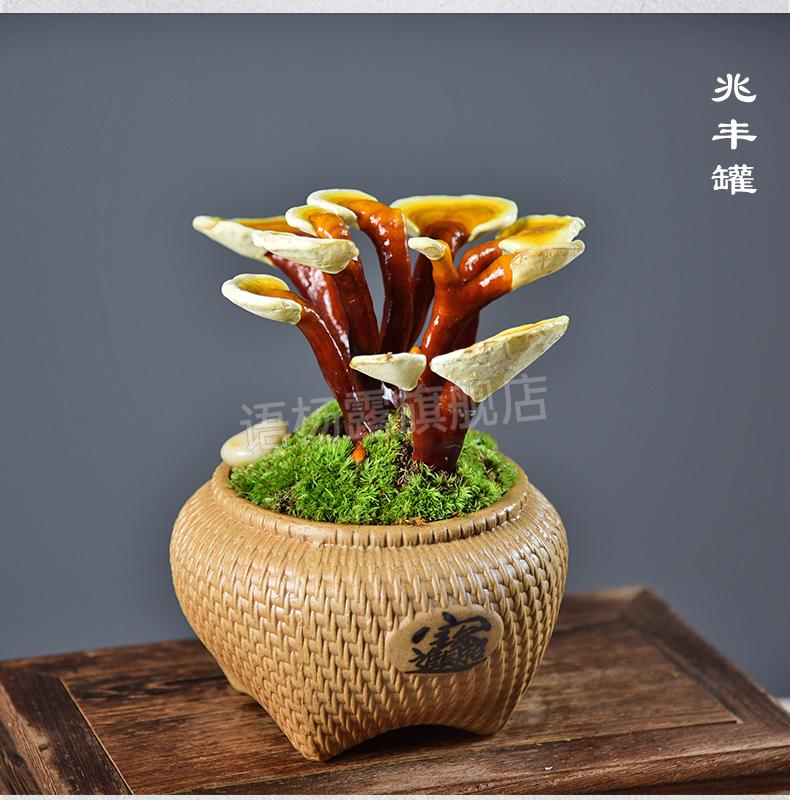野生灵芝盆栽 灵芝盆栽活体赤灵芝盆景室内客厅办公室耐阴观赏植物