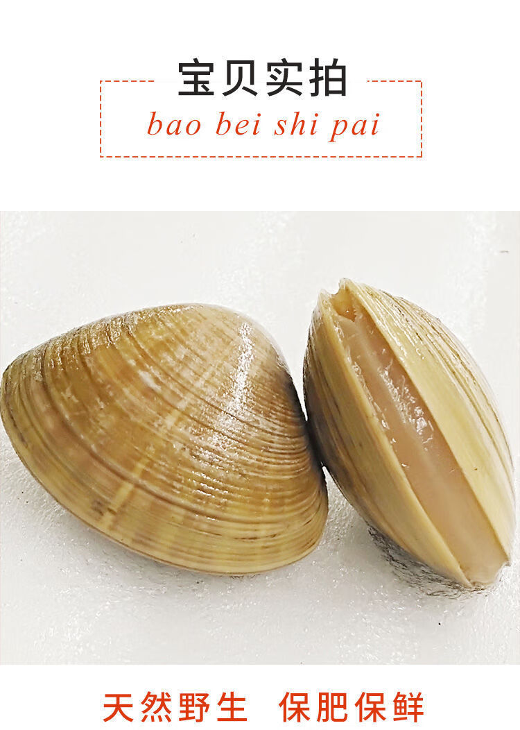 顺丰丹东子新鲜鲜活无沙特大蛤蜊文贝 整箱6斤鲜活黄蚬子顺丰冷链【图