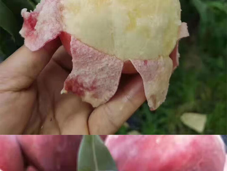 正宗甘肃天水秦安撕皮水蜜桃新鲜桃子水果脆桃毛桃王蜜桃当季现摘产地