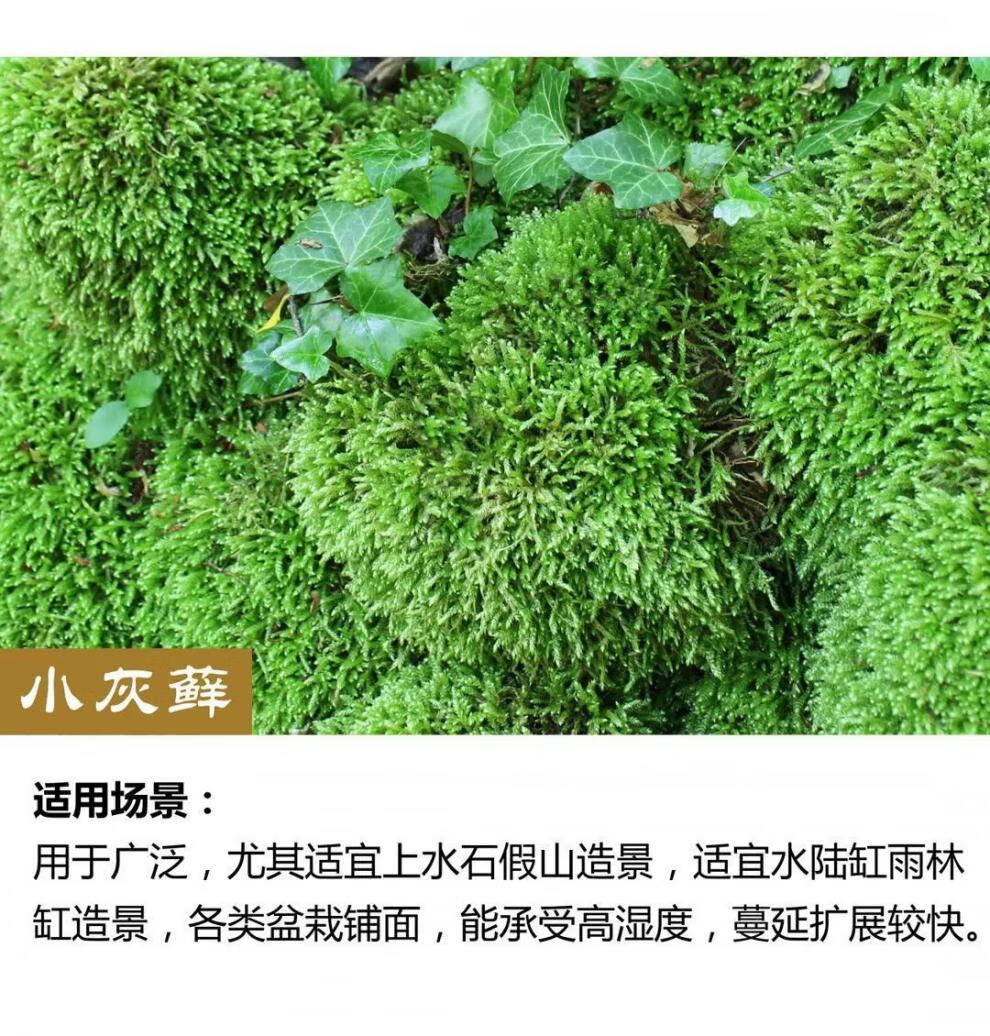 7，苔蘚微景觀青苔盆景裝飾造景植物鋪麪鮮活假山水陸缸diy室內綠植 人工大灰蘚10*10cm4片