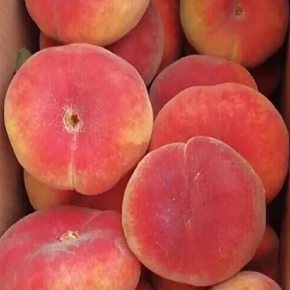 顺丰空运 正宗新疆蟠桃新鲜水果5斤石河子毛桃当季纽扣水蜜桃黄扁盘桃