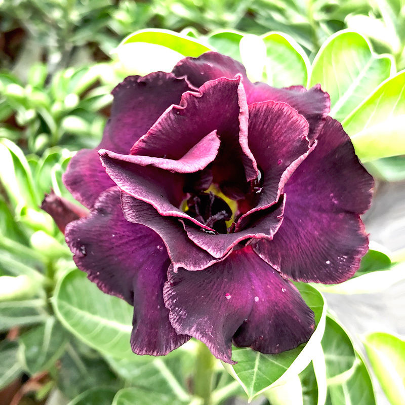 重瓣沙漠玫瑰花苗盆栽四季花卉绿植物老桩室内阳台小盆景开花不断 c7