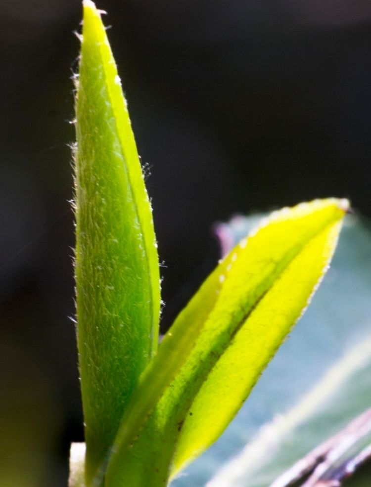 2021新茶白毫银针月光白特级单芽云南普洱茶生茶散茶叶茗老汉白毫银针