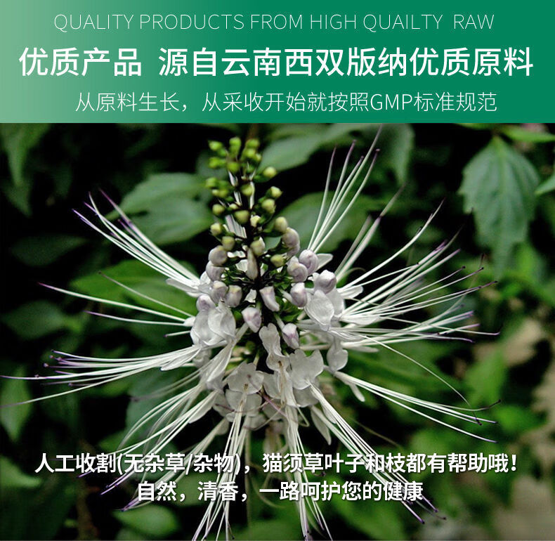 5折云南西双版纳猫须草500g茶高排酸茶500g