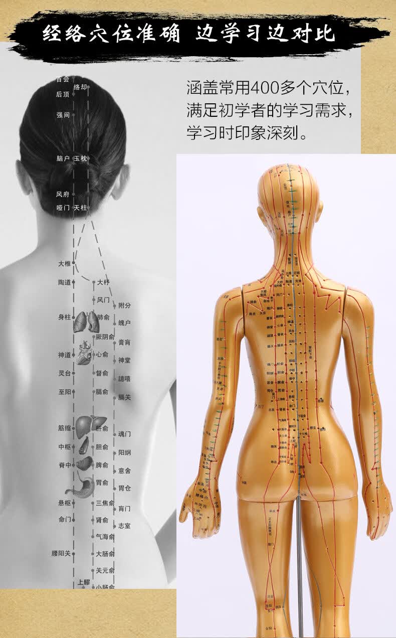 针灸穴位人体模型假人模型全身医学美术经络教学中医铜人小人练习白色